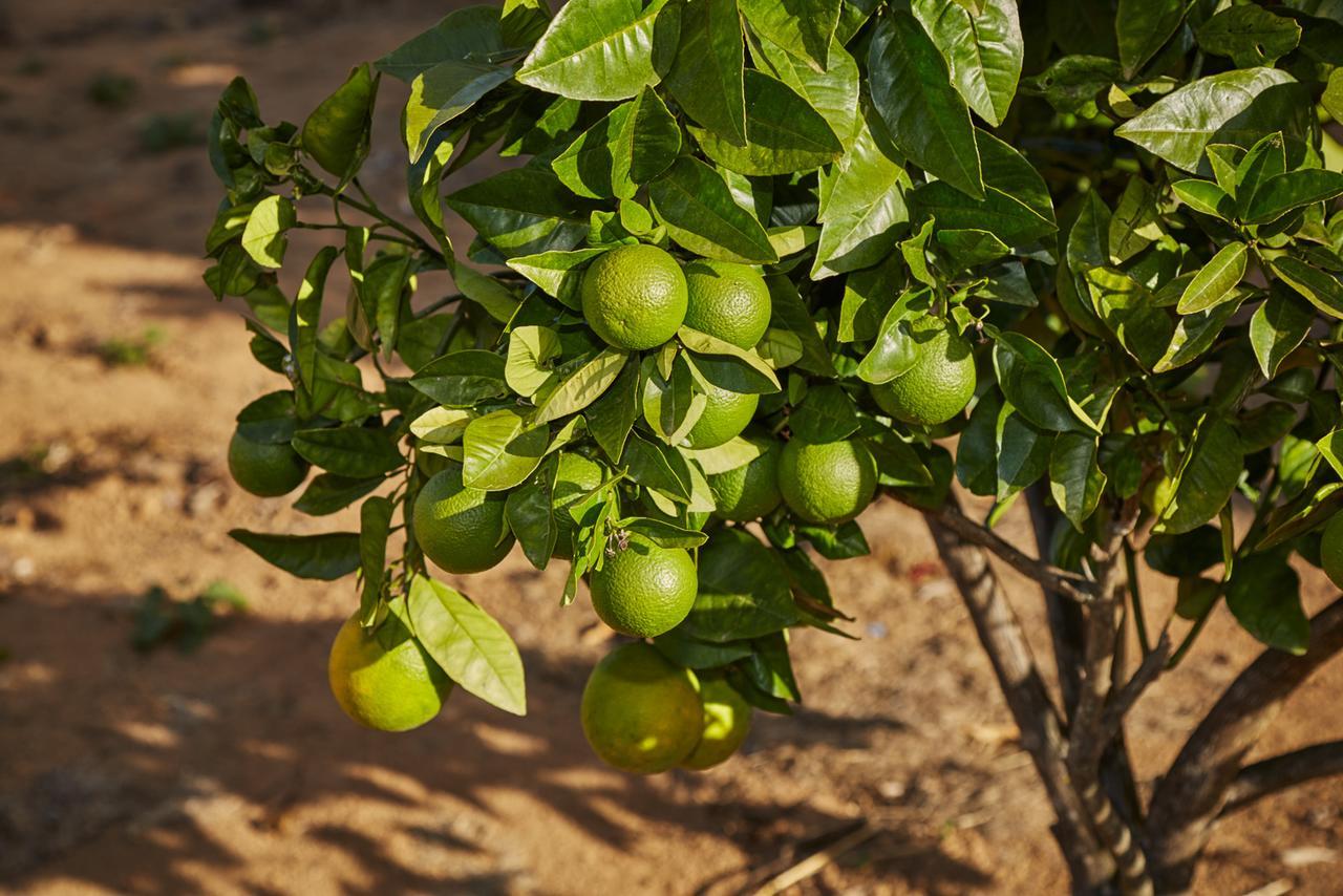 Alto Paraíso de GoiásEit Eco Inteligente别墅 外观 照片